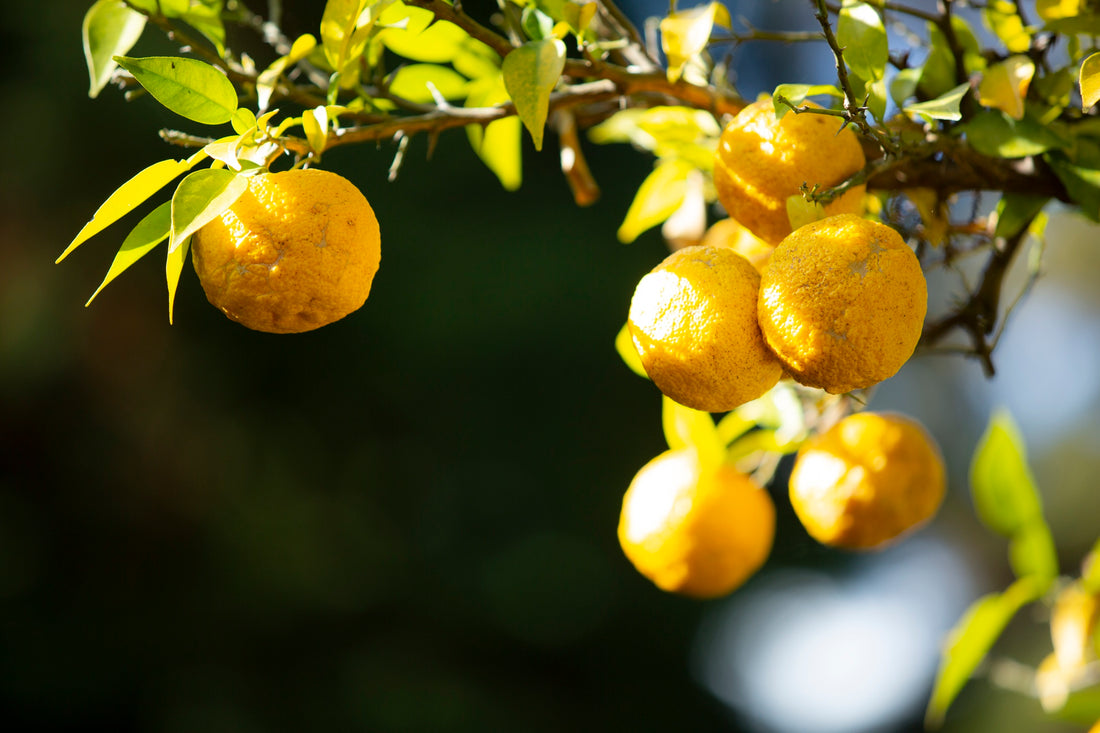 年末年始休業のご案内