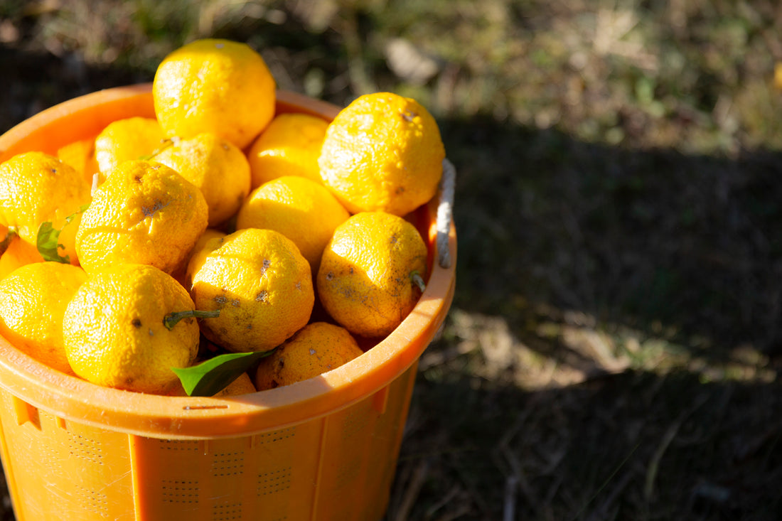 年末年始休業のご案内