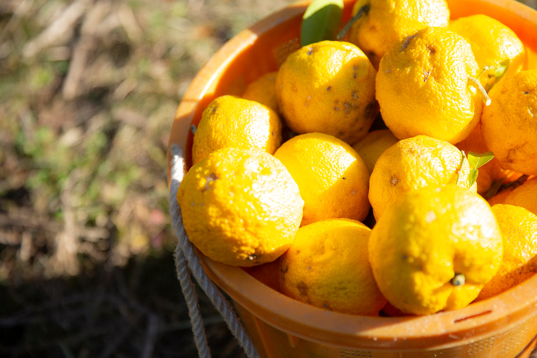 年末年始休業のお知らせ